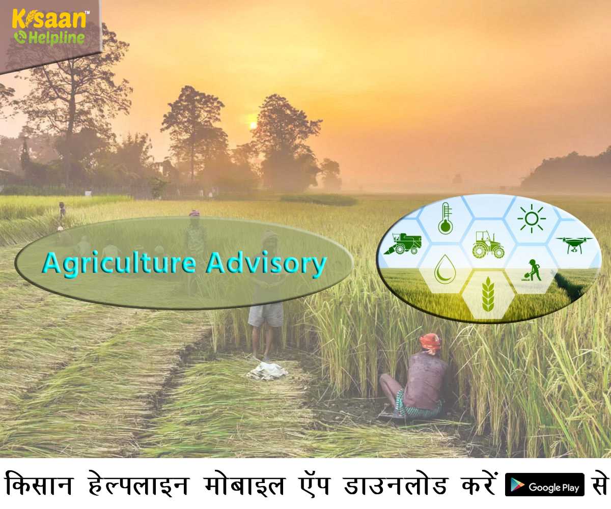 आने वाले मौसम को देखते हुए कृषि वैज्ञानिकों ने किसानों के लिए जारी की कृषि एडवाइजरी